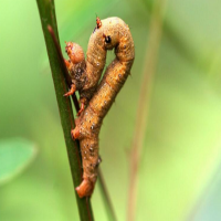 農(nóng)藥殘留檢測儀的應用提高農(nóng)殘檢測效率，適用于流動檢測